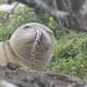Image for article titled No One Understands Why Eels Keep Getting Stuck up Seals' Noses